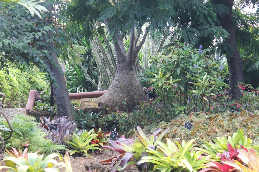 Botanisk Have, Funchal, Madeira