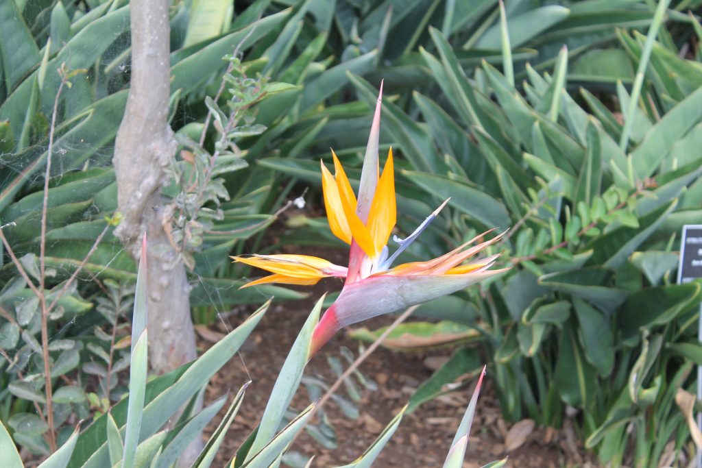 Botanisk Have, Funchal, Madeira