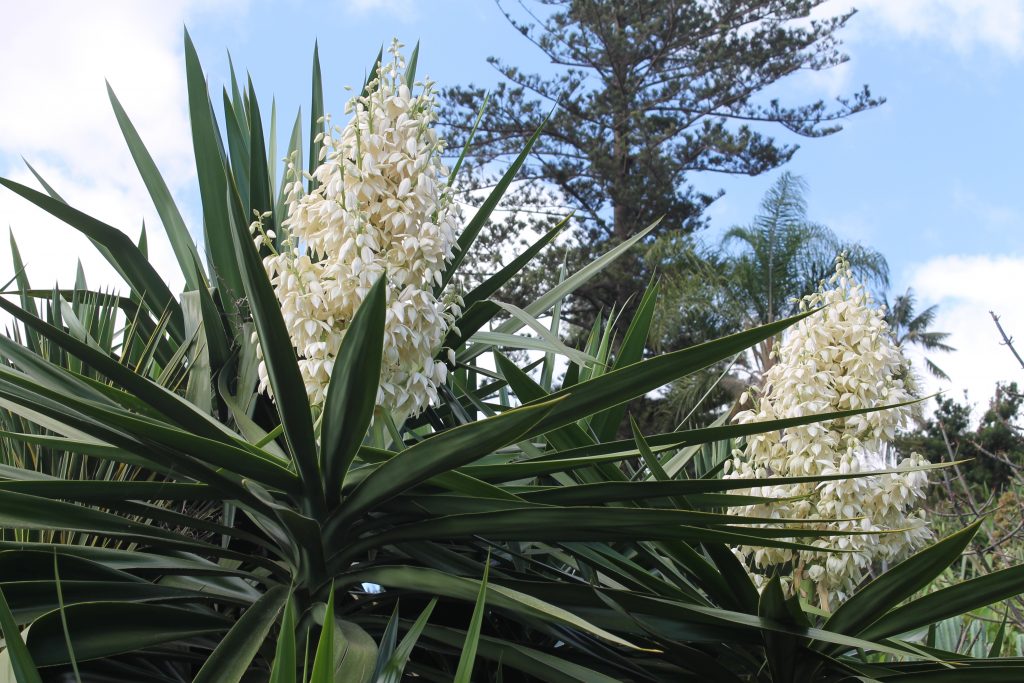 Botanisk Have, Funchal, Madeira