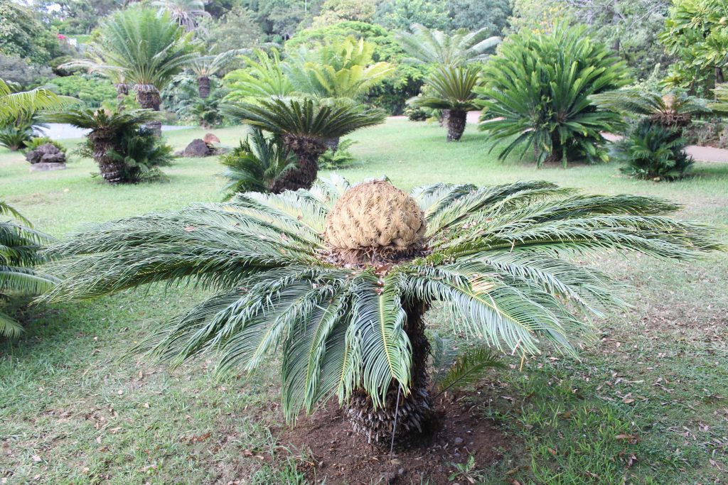 Botanisk Have, Funchal, Madeira