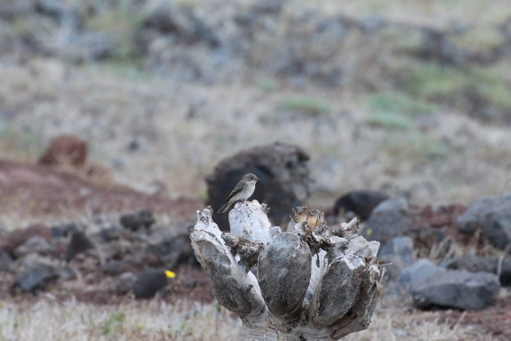 Salvagem Naturreservat