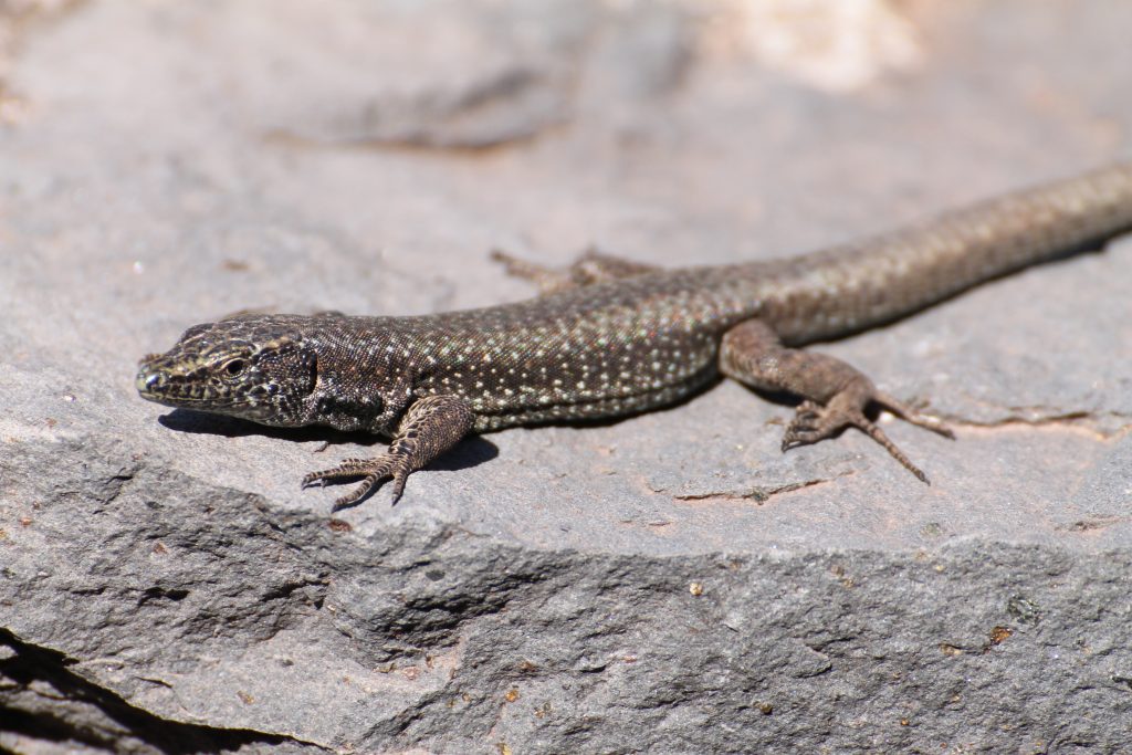 Desertas Naturreservat