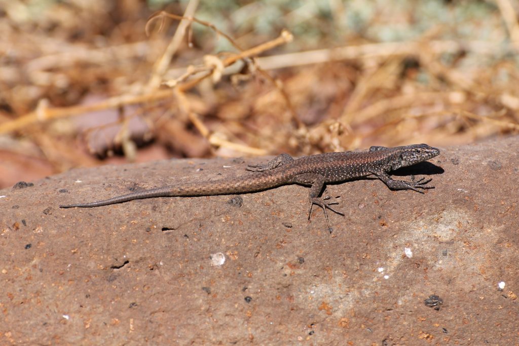 Desertas Naturreservat