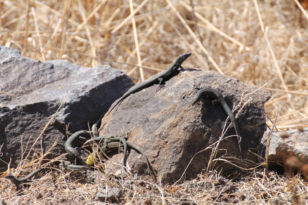 Desertas Naturreservat