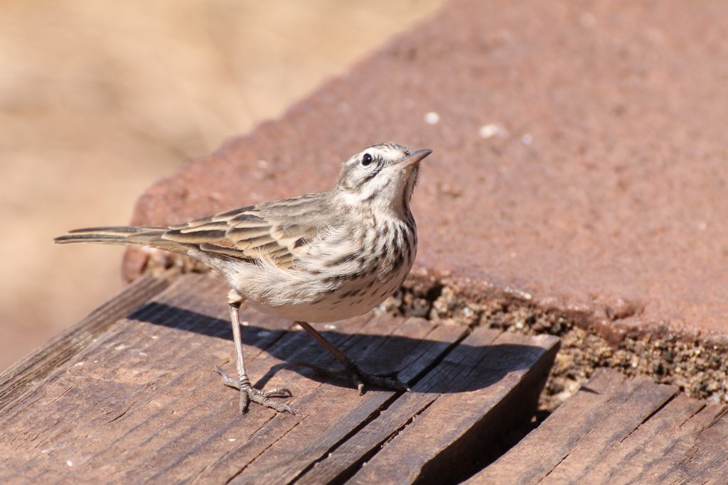 Desertas Naturreservat