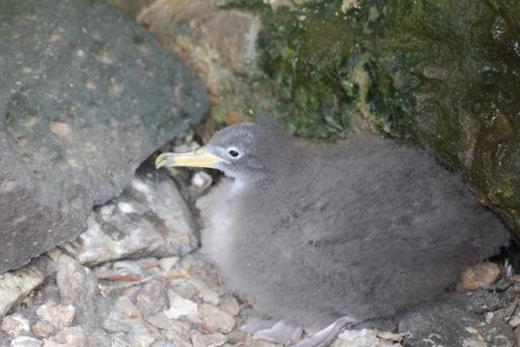 Cagarra, Salvagem Naturreservat