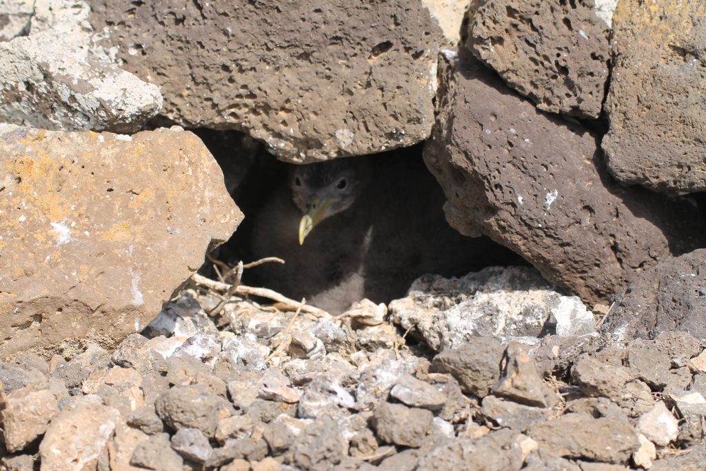 Cagarra, Salvagem Naturreservat