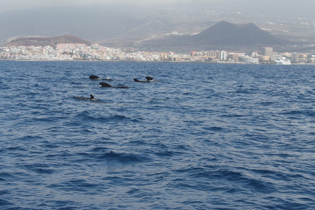 Hvaler ved Tenerife