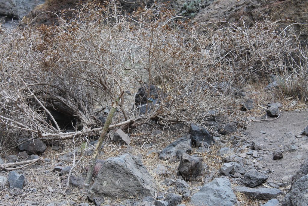 Masca, Tenerife