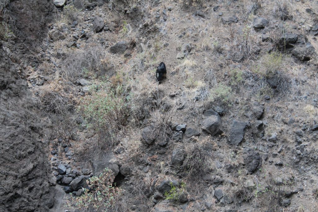 Masca, Tenerife