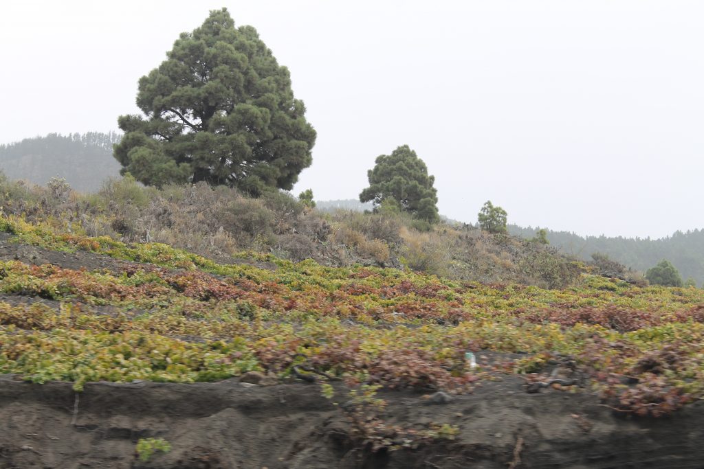 Vin på La Palma