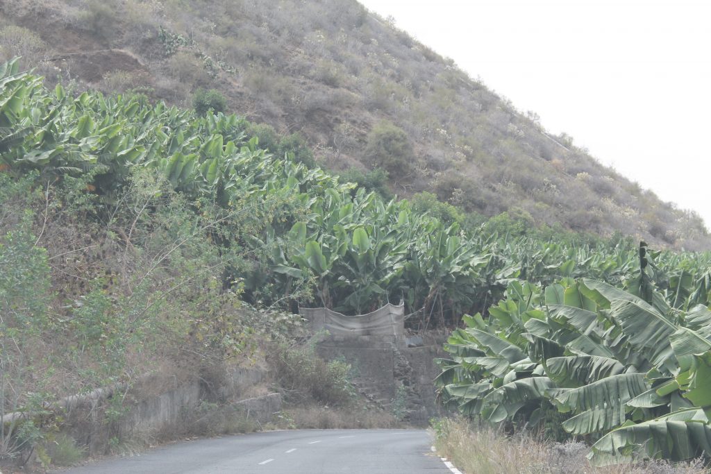Bananplantager på La Palma