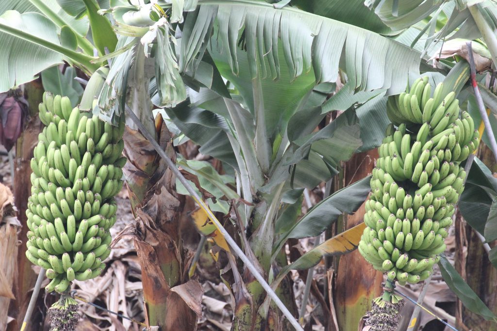 Bananplantager på La Palma