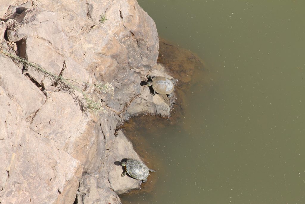 Skildpadder i det opdæmmede vand på Gran Canaria