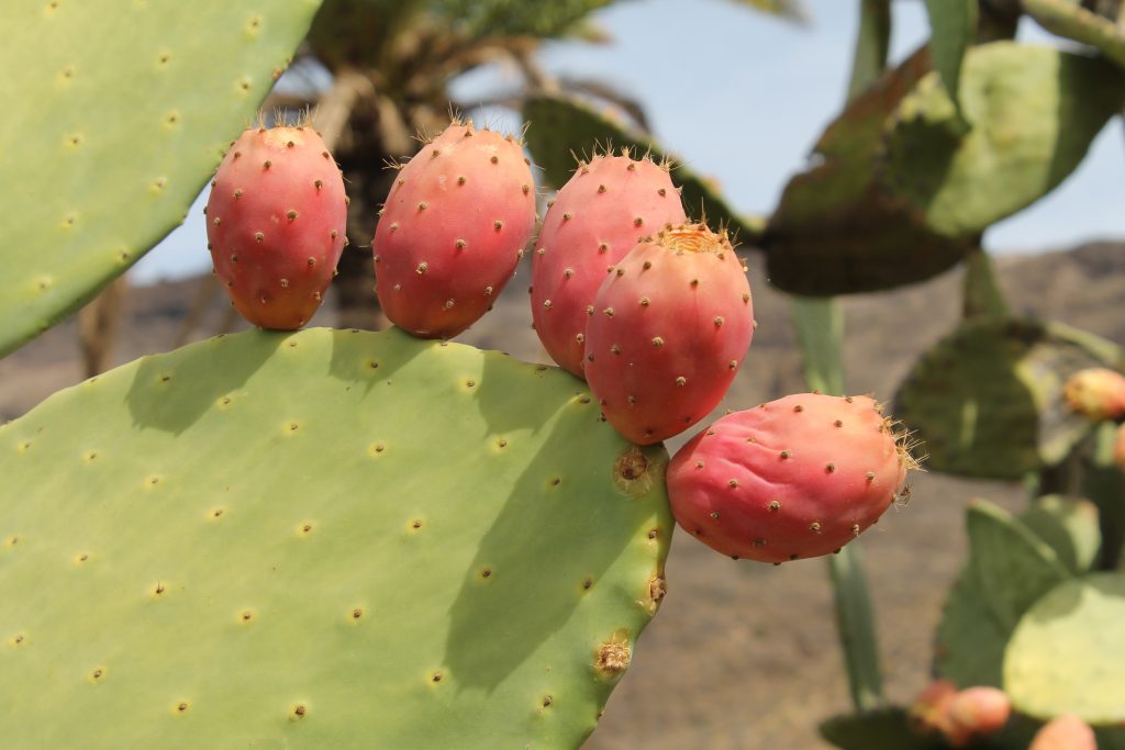 Kaktusfrugter på Gran Canaria