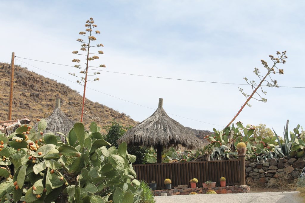 Lokal restaurant på Gran Canaria