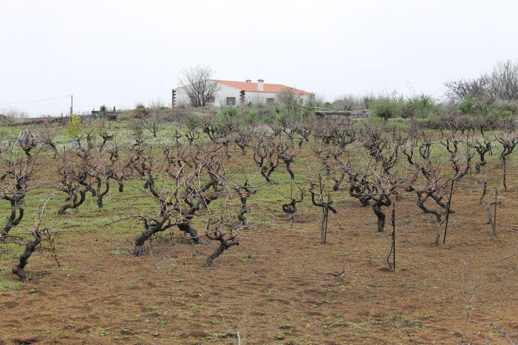 Vin på El Hierro