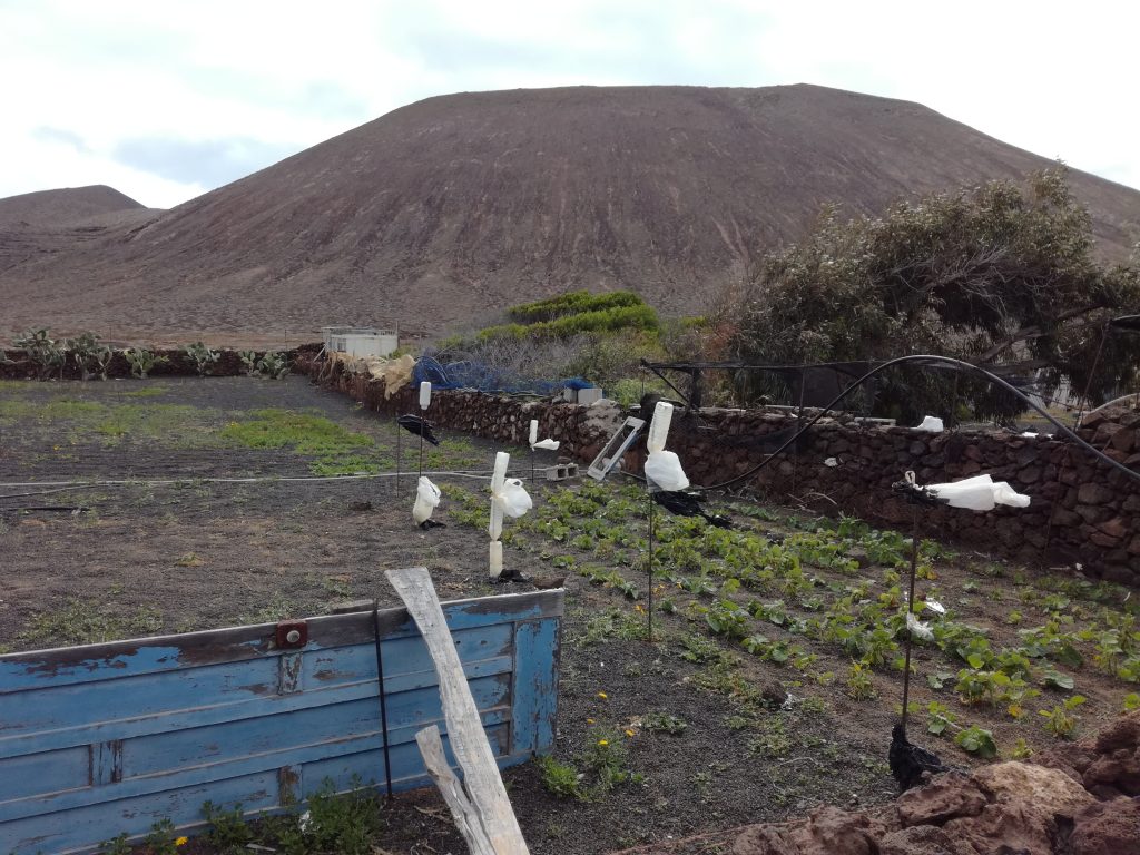 Urtehave på La Graciosa