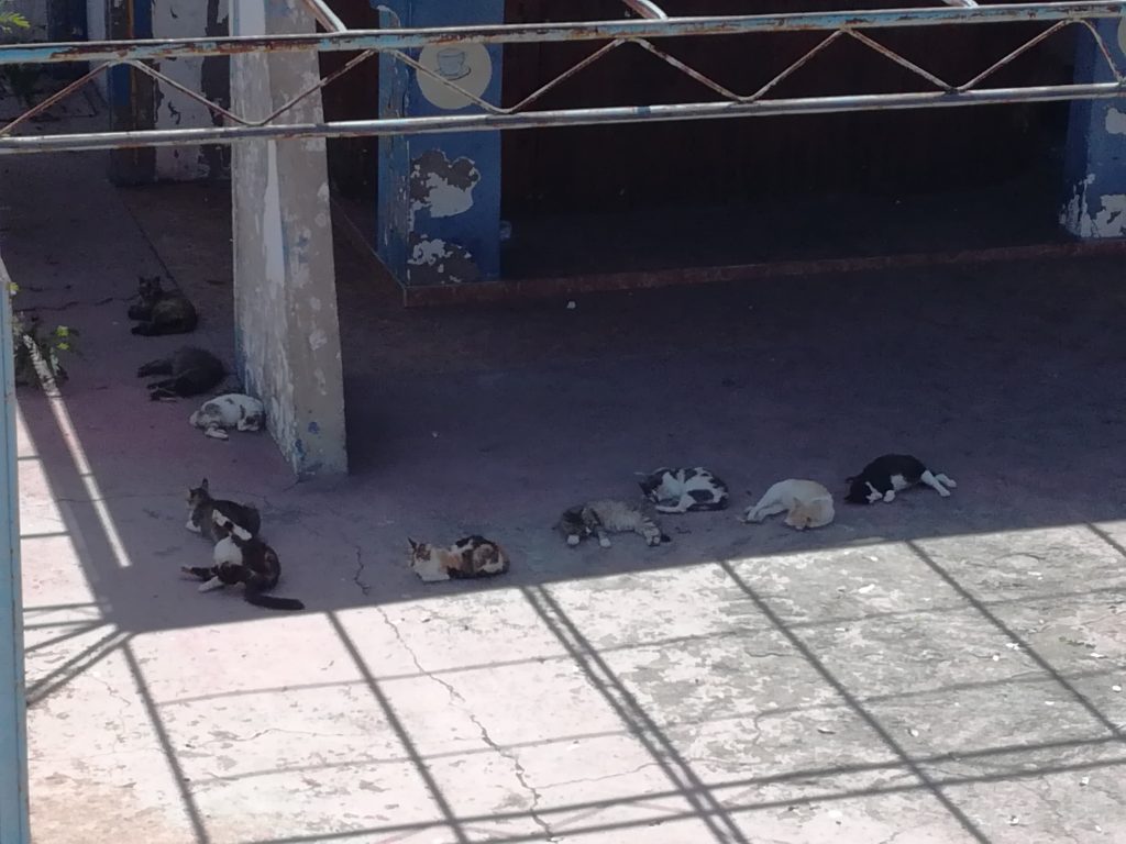Katte udenfor byens Zoo