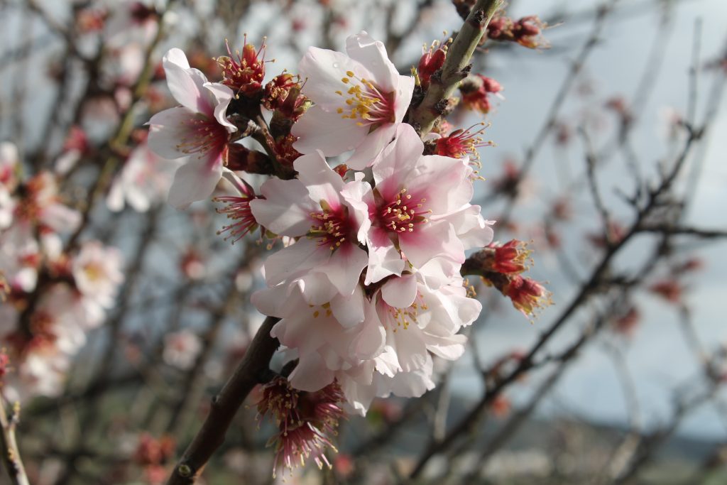 Mandeltræ i blomst