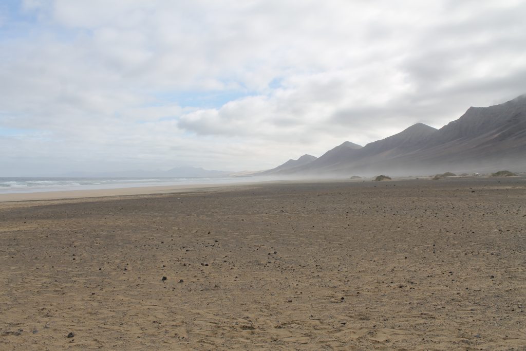 Skildpadde stranden