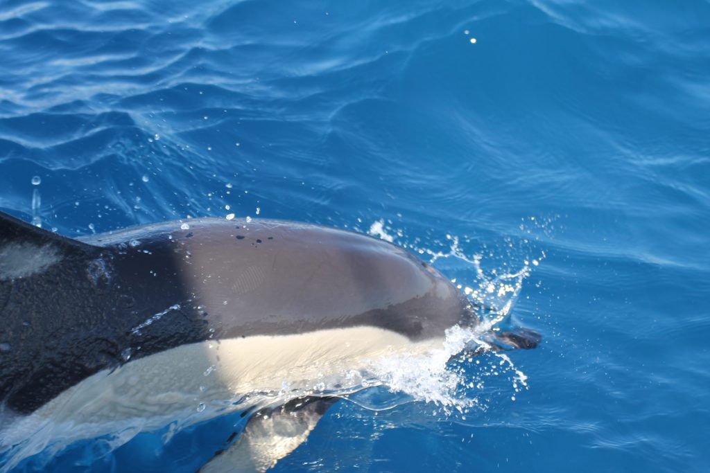 Delfiner i følge til Arrecife