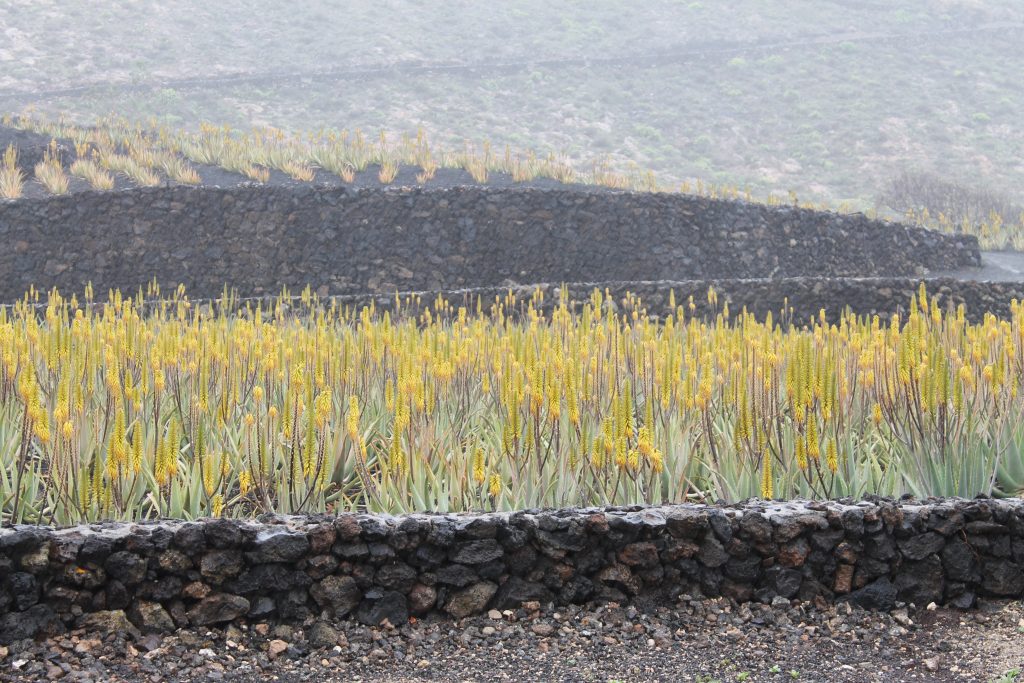 Aloe vera dyrkning