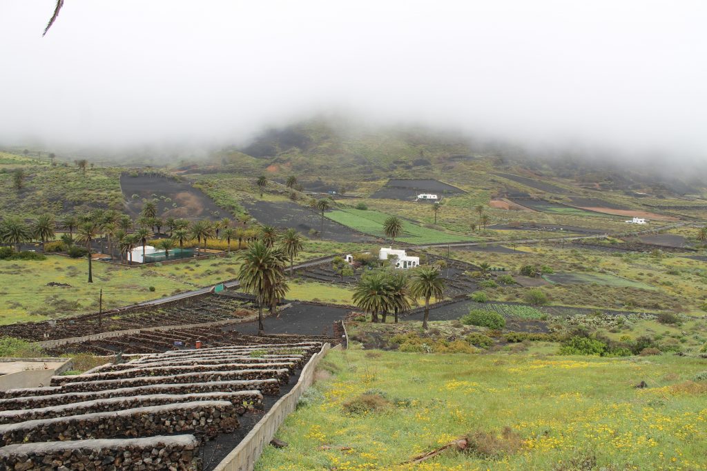 Landbrug på Lanzarote