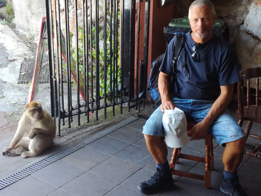 Aberne på Gibraltar klippen