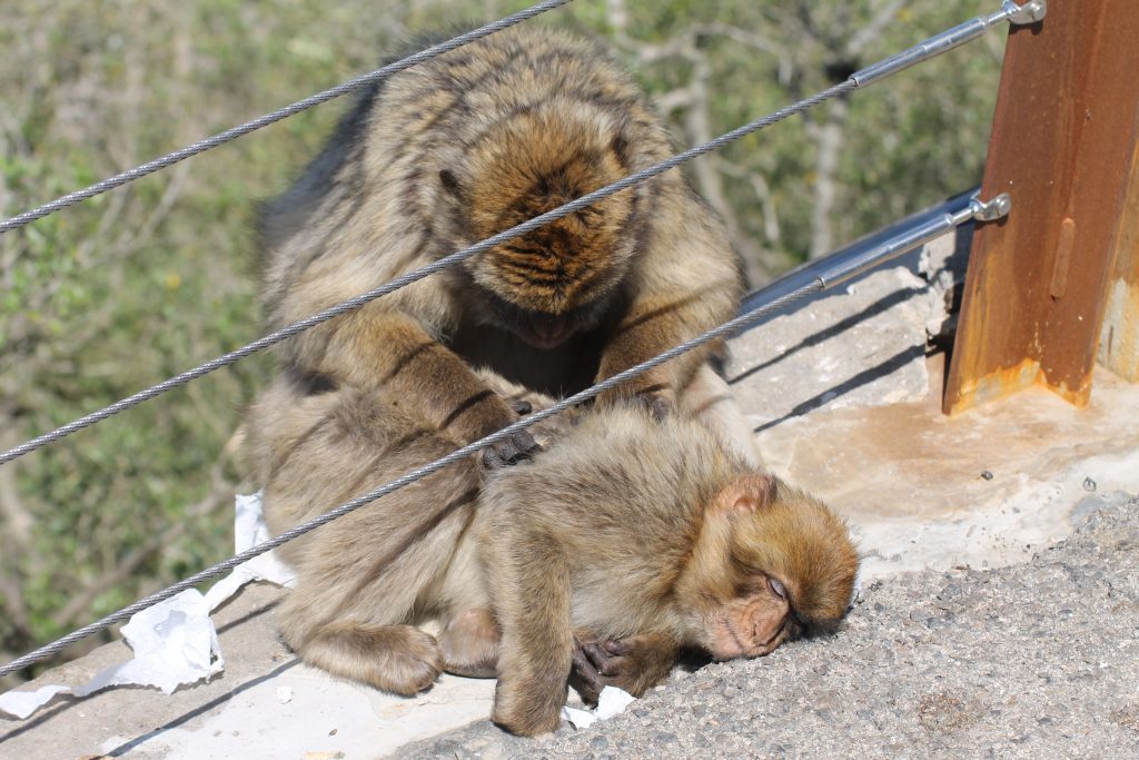 Aberne på Gibraltar klippen