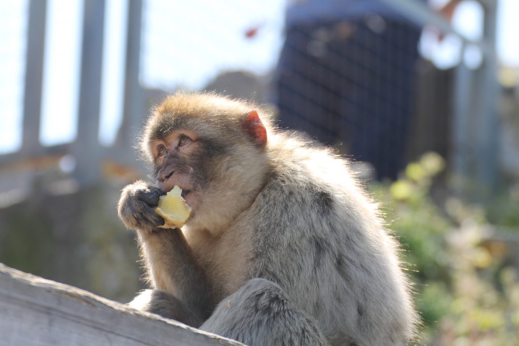 Aberne på Gibraltar klippen