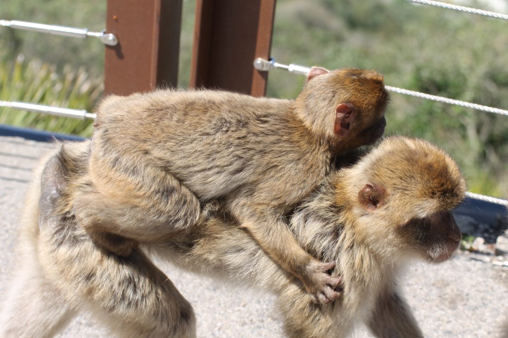 Aberne på Gibraltar klippen