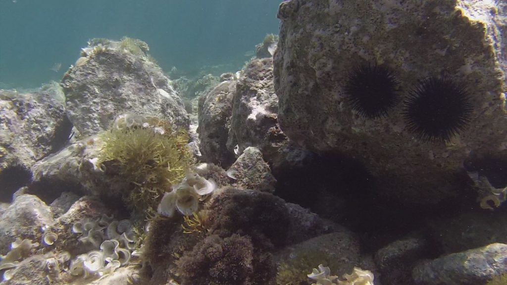 Snorkeltur ved Moraira