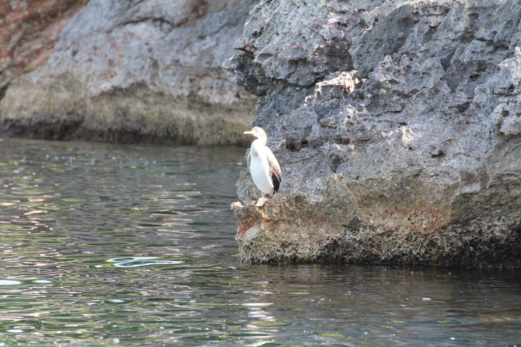 Cala Mitjana