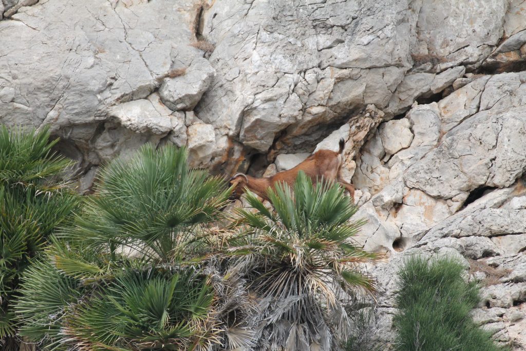 Cala Gossalba