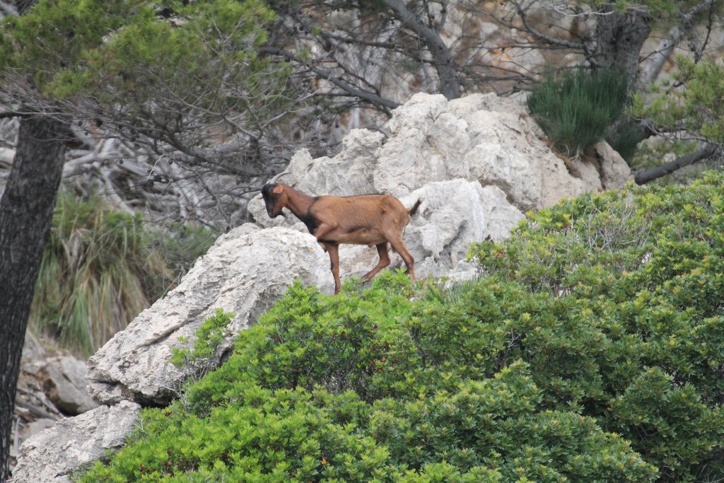 Cala Gossalba