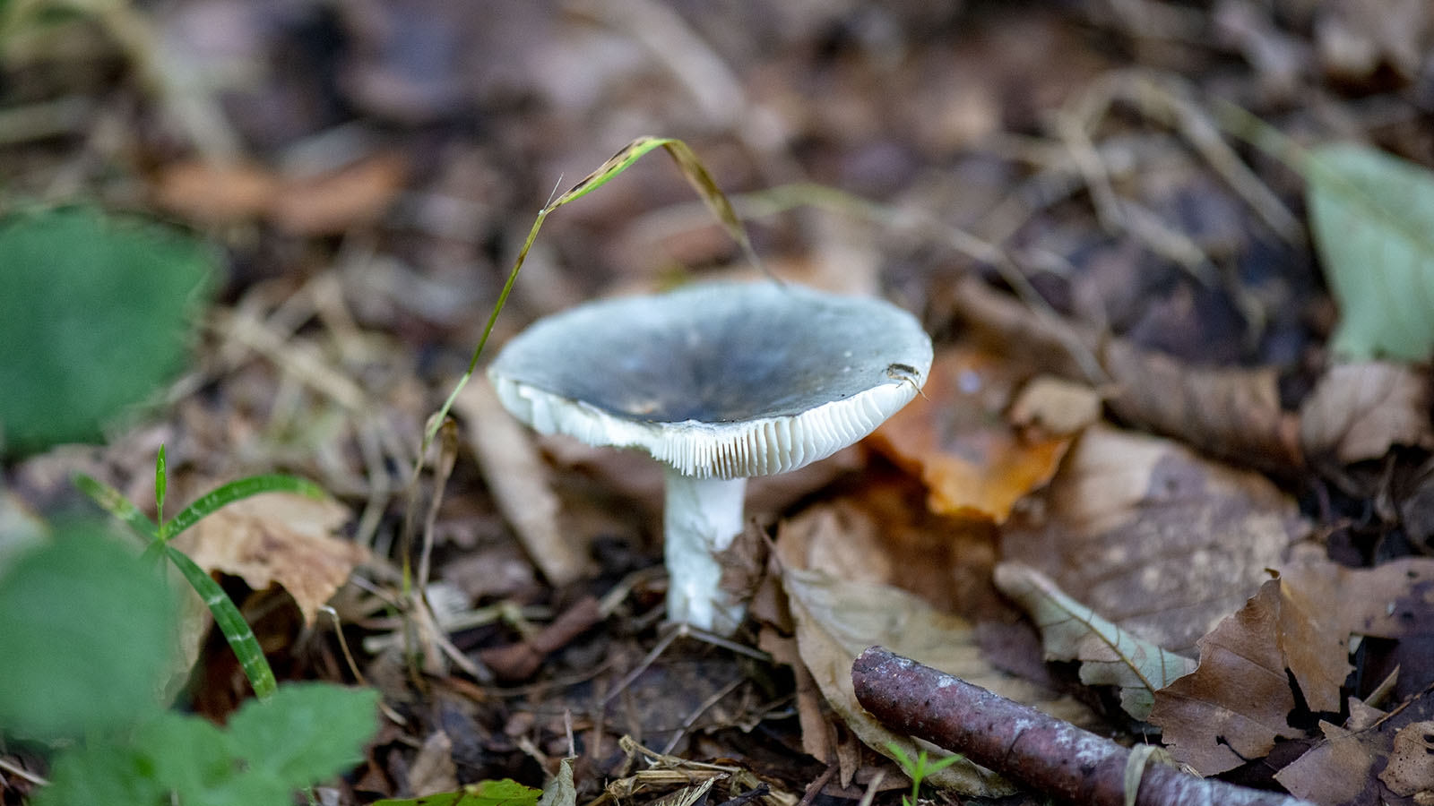 800_7459 Sofienlundsskoven