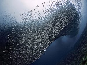 177107-shoal-of-sardines-moalboal