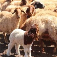 سوق المواشي في سوريا بين الغلاء والركود.. اختلال بنيوي يهدد القطاع