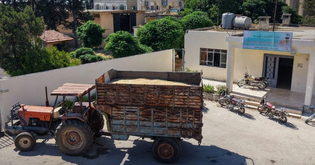 منصة القمح في حماة.. كيف تحولت أداة تنظيم التسويق إلى أزمة تهدد الموسم الزراعي؟