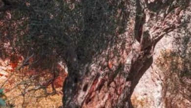أكبر شجرة زيتون في سوريا والمنطقة.. أشجار تعيش أكثر من أصحابها
