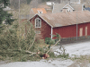 Nedfallna grenar på villagata