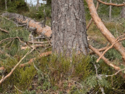Så många träd fälldes under Daves härjningar