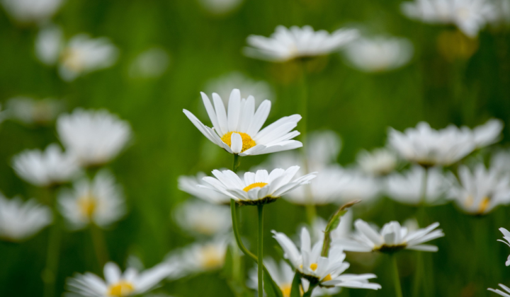 260619-blommor-px