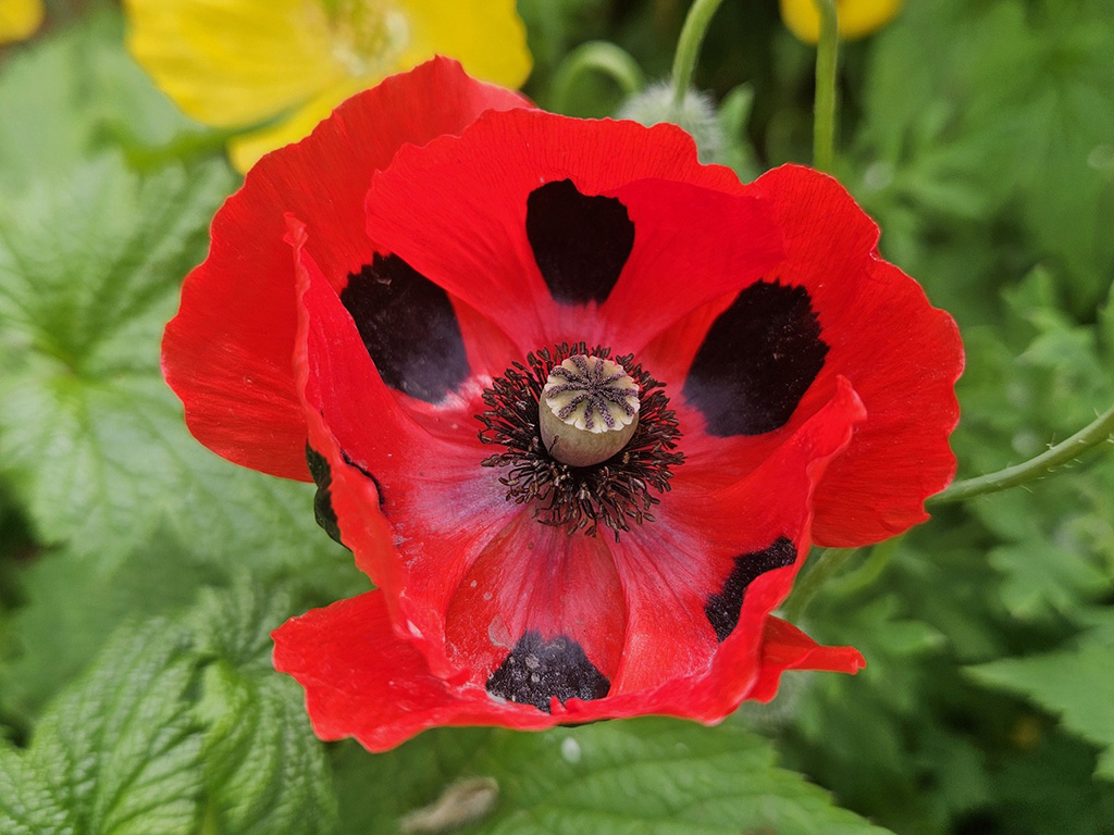 Great Dixter