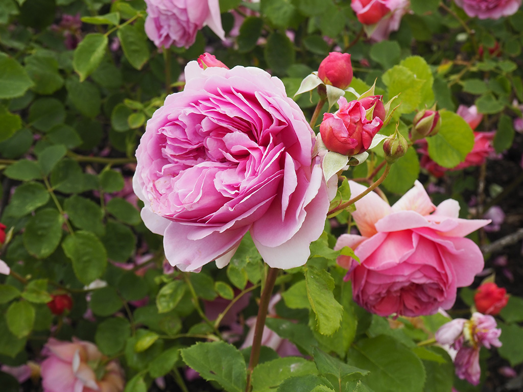 Kew Garden