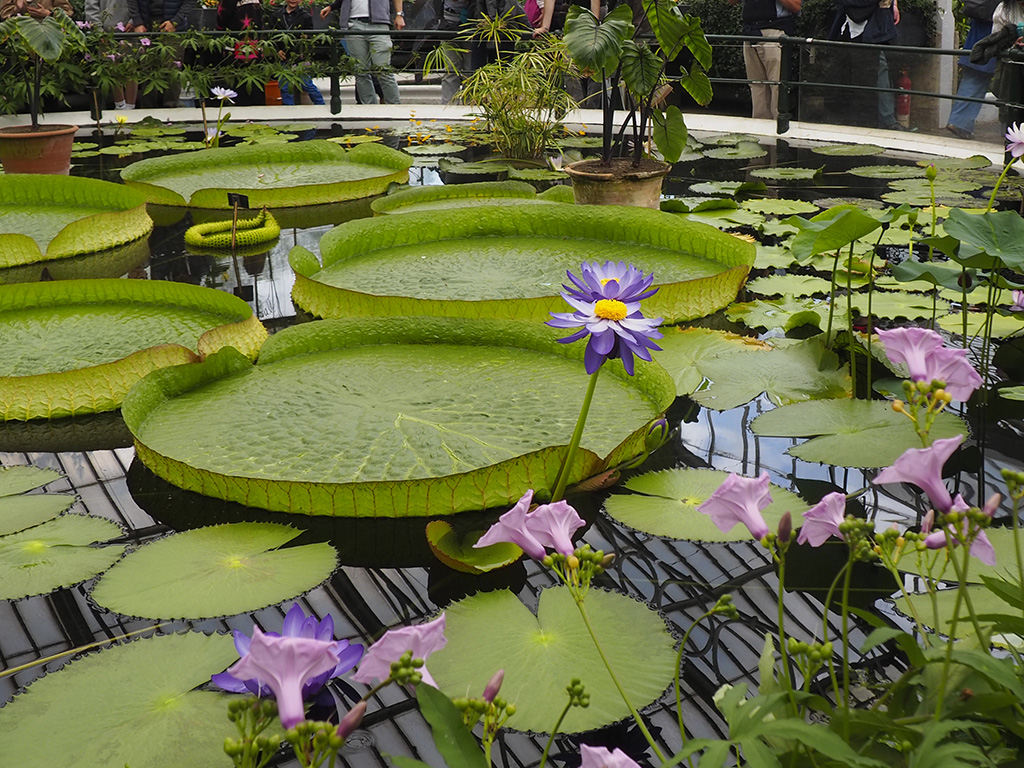 Kew Garden