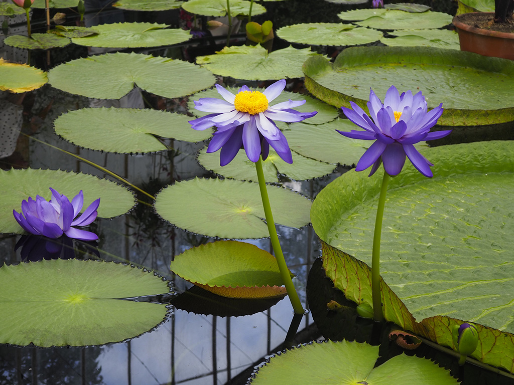 Kew Garden
