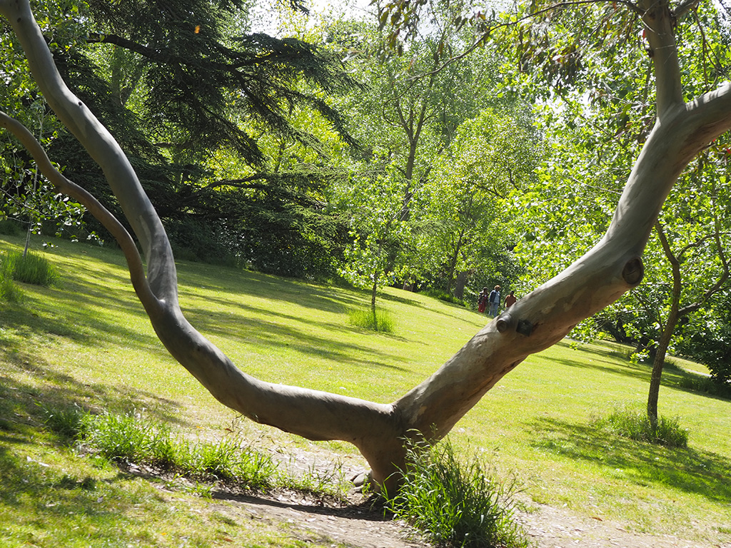 Kew Garden