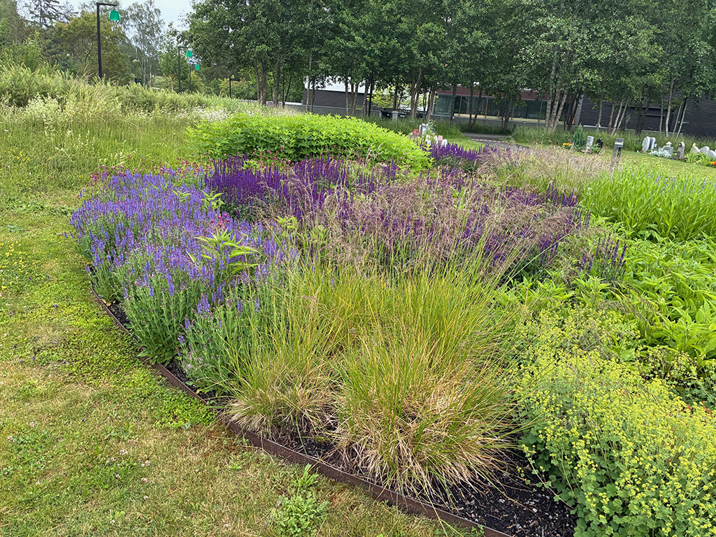 Salvia, kantnepeta, liten daggkåpa, solhatt och prydnadsgräs..